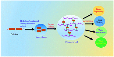 Graphical abstract: Nanocellulose-based polymer hybrids and their emerging applications in biomedical engineering and water purification