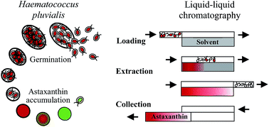 Graphical abstract: Direct extraction of astaxanthin from the microalgae Haematococcus pluvialis using liquid–liquid chromatography