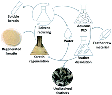 Graphical abstract: Green process to regenerate keratin from feathers with an aqueous deep eutectic solvent