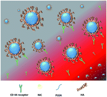 Graphical abstract: Niclosamide encapsulated polymeric nanocarriers for targeted cancer therapy