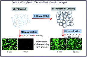 Graphical abstract: Evaluation of plasmid DNA stability against ultrasonic shear stress and its in vitro delivery efficiency using ionic liquid [Bmim][PF6]