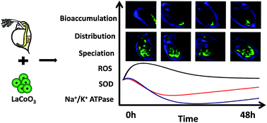 Graphical abstract: Effects of LaCoO3 perovskite nanoparticle on Daphnia magna: accumulation, distribution and biomarker responses