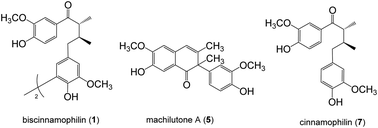 Graphical abstract: Chemical constituents from the stems of Machilus philippinensis Merr. and the neuroprotective activity of cinnamophilin