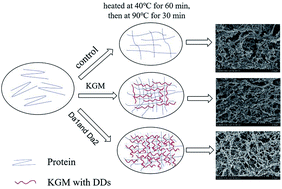 Graphical abstract: Effects of deacetylation of konjac glucomannan on the physico-chemical properties of surimi gels from silver carp (Hypophthalmichthys molitrix)