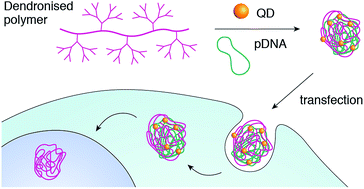 Graphical abstract: A facile methodology using quantum dot multiplex labels for tracking co-transfection