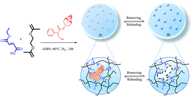 Graphical abstract: Preparation of monoethyl fumarate-based molecularly imprinted polymers and their application as a solid-phase extraction sorbent for the separation of scopolamine from tropane alkaloids