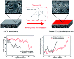 Graphical abstract: Fabrication of Tween-20 coated PVDF membranes for wastewater treatment: optimization of preparation parameters, removal and membrane fouling control performance