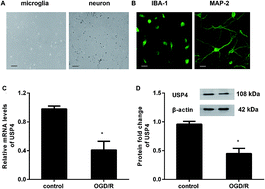 Graphical abstract: Retracted Article: Elevation of USP4 antagonizes oxygen glucose deprivation/reoxygenation-evoked microglia activation and neuroinflammation-mediated neurotoxicity via the TRAF6-NF-κB signaling