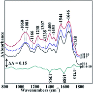 Graphical abstract: Photosensitivity responses of Sagittula stellata probed by FTIR, fluorescence and Raman microspectroscopy