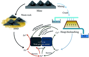 Graphical abstract: Interactions between marmatite and bornite during the oxidative dissolution process in abiotic and biotic systems