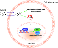 Graphical abstract: Size dependent anti-invasiveness of silver nanoparticles in lung cancer cells