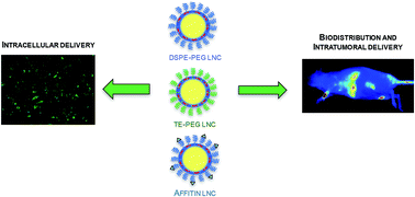 Graphical abstract: Model Affitin and PEG modifications onto siRNA lipid nanocapsules: cell uptake and in vivo biodistribution improvements