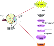 Graphical abstract: Cytochrome P450 1B1: role in health and disease and effect of nutrition on its expression