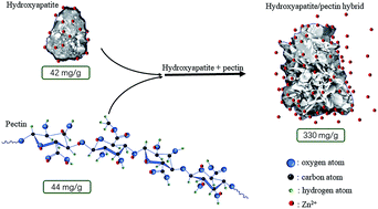 Graphical abstract: Synthesis and appraisal of a hydroxyapatite/pectin hybrid material for zinc removal from water