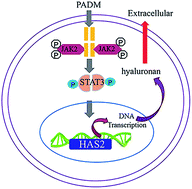 Graphical abstract: A porcine acellular dermal matrix induces human fibroblasts to secrete hyaluronic acid by activating JAK2/STAT3 signalling