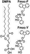 Graphical abstract: Subtle chemical modification for enrichment of Fmoc-amino acid at a phospholipid interface