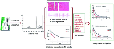 Graphical abstract: An integrated pharmacokinetic study of Dengzhanxixin injection in rats by combination of multicomponent pharmacokinetics and anti-myocardial ischemic assay