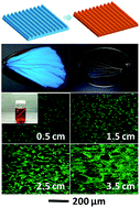 Graphical abstract: Guided cellular orientation concurrently with cell density gradient on butterfly wings