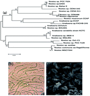 Graphical abstract: A bio-inspired strategy for the synthesis of zinc oxide nanoparticles (ZnO NPs) using the cell extract of cyanobacterium Nostoc sp. EA03: from biological function to toxicity evaluation