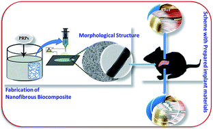 Graphical abstract: Biocompatible chitosan–collagen–hydroxyapatite nanofibers coated with platelet-rich plasma for regenerative engineering of the rotator cuff of the shoulder