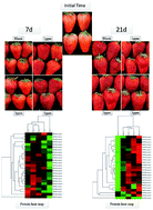 Graphical abstract: Effect of ozone treatment on the phenylpropanoid biosynthesis of postharvest strawberries