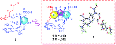 Graphical abstract: Lonimacranaldes A–C, three iridoids with novel skeletons from Lonicera macranthoides