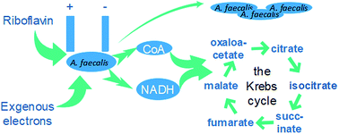 Graphical abstract: Effects and mechanism of riboflavin on the growth of Alcaligenes faecalis under bias conditions
