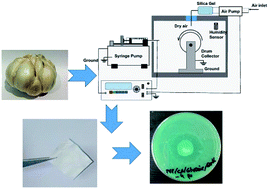 Graphical abstract: Polyvinylpyrrolidone/cellulose acetate electrospun composite nanofibres loaded by glycerine and garlic extract with in vitro antibacterial activity and release behaviour test