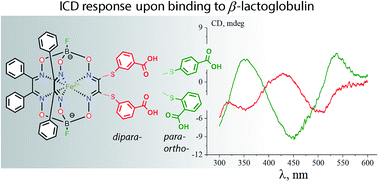 Graphical abstract: Dicarboxyl-terminated iron(ii) clathrochelates as ICD-reporters for globular proteins