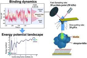 Graphical abstract: Detection of streptavidin–biotin intermediate metastable states at the single-molecule level using high temporal-resolution atomic force microscopy