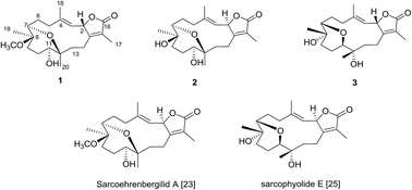 Graphical abstract: Sarcoehrenbergilides D–F: cytotoxic cembrene diterpenoids from the soft coral Sarcophyton ehrenbergi