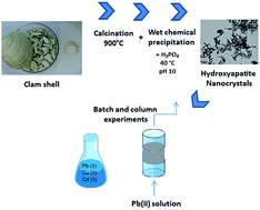 Graphical abstract: Heavy metal removal from aqueous systems using hydroxyapatite nanocrystals derived from clam shells