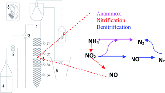 Graphical abstract: Accelerated start-up, long-term performance and microbial community shifts within a novel upflow porous-plated anaerobic reactor treating nitrogen-rich wastewater via ANAMMOX process