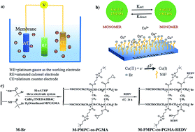 Graphical abstract: Modification of a polyethersulfone membrane with a block copolymer brush of poly(2-methacryloyloxyethyl phosphorylcholine-co-glycidyl methacrylate) and a branched polypeptide chain of Arg–Glu–Asp–Val