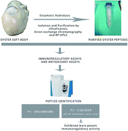 Graphical abstract: The purification and identification of immunoregulatory peptides from oyster (Crassostrea hongkongensis) enzymatic hydrolysate