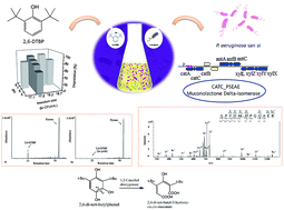 Graphical abstract: A comprehensive study of conditions of the biodegradation of a plastic additive 2,6-di-tert-butylphenol and proteomic changes in the degrader Pseudomonas aeruginosa san ai