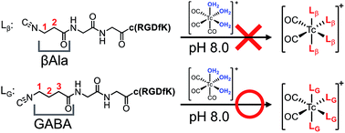 Graphical abstract: The synthesis of a 99mTc-labeled tetravalent targeting probe upon isonitrile coordination to 99mTcI for enhanced target uptake in saturable systems