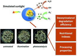 Graphical abstract: Detoxification of DON by photocatalytic degradation and quality evaluation of wheat