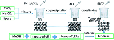 Graphical abstract: Synthesis and properties of porous CLEAs lipase by the calcium carbonate template method and its application in biodiesel production