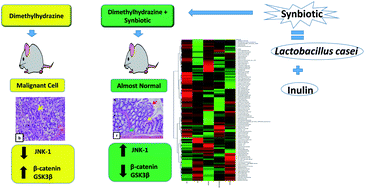 Graphical abstract: Modulation of JNK-1/ β-catenin signaling by Lactobacillus casei, inulin and their combination in 1,2-dimethylhydrazine-induced colon cancer in mice
