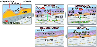 Graphical abstract: Utilization of metabolic energy in treatment of ocular surface disorders: polyphosphate as an energy source for corneal epithelial cell proliferation