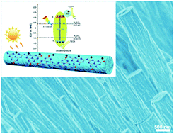 Graphical abstract: Hydrogen peroxide-assisted synthesis of oxygen-doped carbon nitride nanorods for enhanced photocatalytic hydrogen evolution