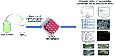 Graphical abstract: Screening of microalgae for biosynthesis and optimization of Ag/AgCl nano hybrids having antibacterial effect