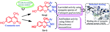 Graphical abstract: Synthesis of novel benzopyran-connected pyrimidine and pyrazole derivatives via a green method using Cu(ii)-tyrosinase enzyme catalyst as potential larvicidal, antifeedant activities