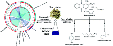 Graphical abstract: Highly efficient biodegradation of reactive blue 19 under the activation of tea residue by a newly screened mixed bacterial flora DDMY2