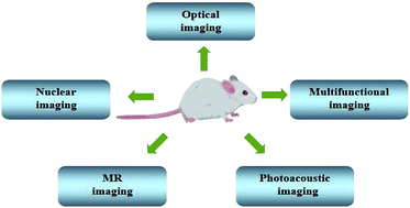 Graphical abstract: Recent progress in the imaging detection of enzyme activities in vivo