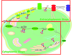 Graphical abstract: Peptidoglycan pathways: there are still more!