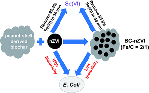 Graphical abstract: Performance of selenate removal by biochar embedded nano zero-valent iron and the biological toxicity to Escherichia coli