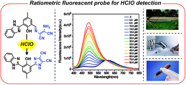 Graphical abstract: A novel ratiometric fluorescent probe for the selective determination of HClO based on the ESIPT mechanism and its application in real samples