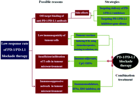 Graphical abstract: Development of cancer immunotherapy based on PD-1/PD-L1 pathway blockade